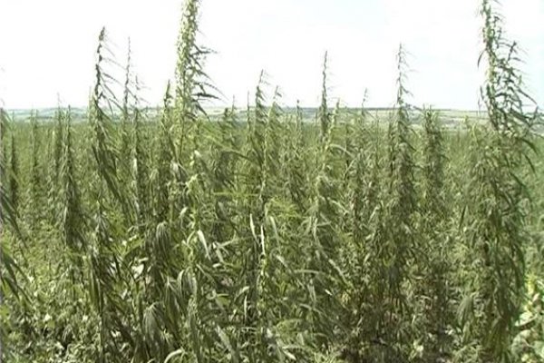 Кракен зеркало рабочее kr2web in